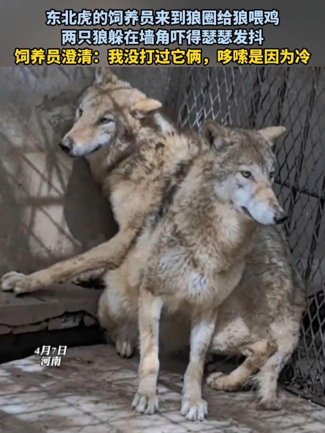 东北虎饲养员投喂狼 狼吓得瑟瑟发抖 虎威震狼群
