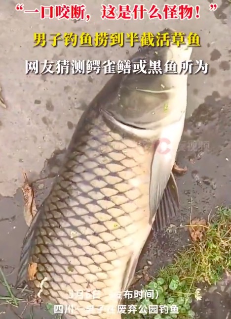 男子废弃公园捞到半截活草鱼还能动弹 网友猜测是鳄雀鳝或黑鱼所为
