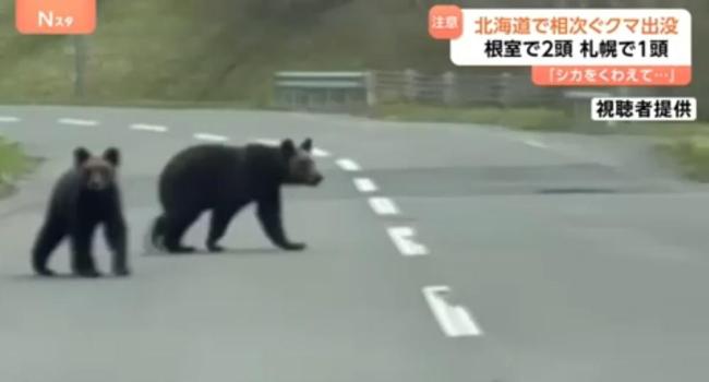 在日本札幌的中国公民注意熊出没