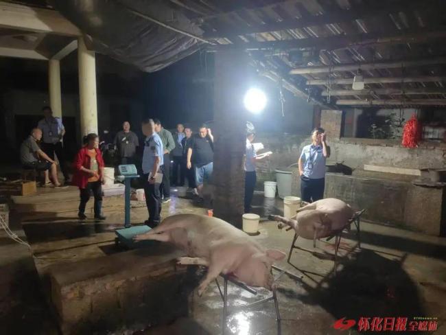记者暗访注水猪病死猪私屠滥宰