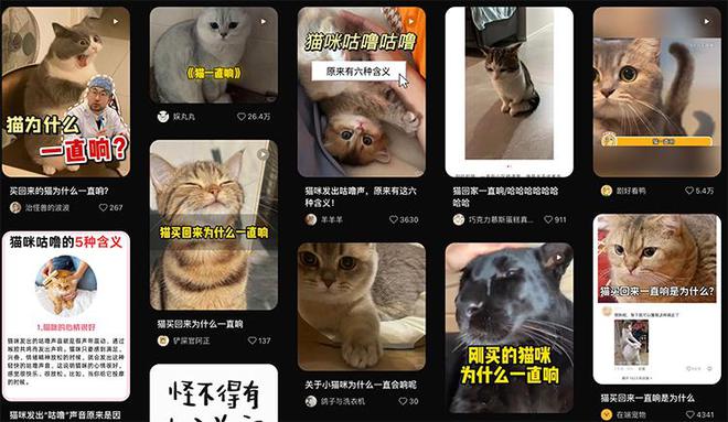 “猫咪为什么一直响”有解了？百度新专利称可翻译动物语言