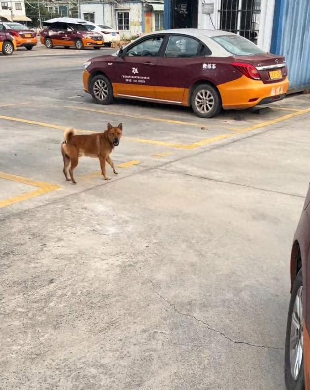 驾校奇景：狗狗化身 “科目二教练”，精准指导倒车入库引惊叹