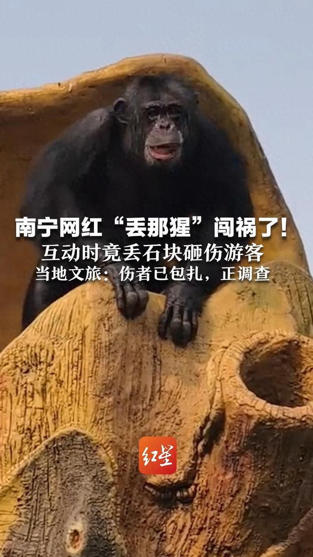 南宁网红“丢那猩”闯祸了！互动时丢石块砸伤游客，当地回应