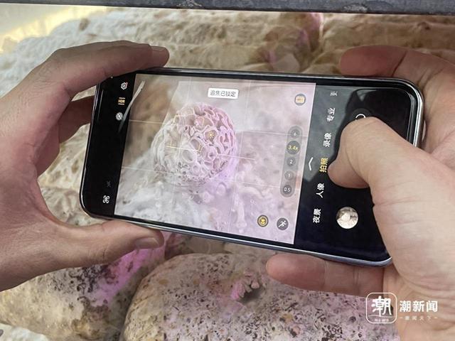网友投喂的“菌王”，成了中科院研究员的“宝贝”