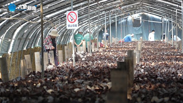 新乡：“菌”临其境 中原农谷首届木耳采摘节“新鲜上线”