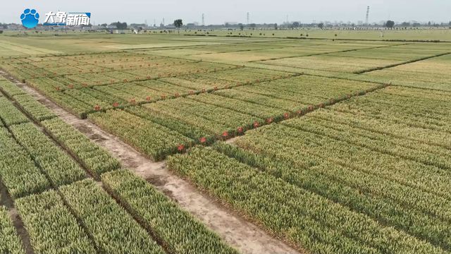 从“不可治”到“有救了”！我国小麦茎基腐病防控技术获突破