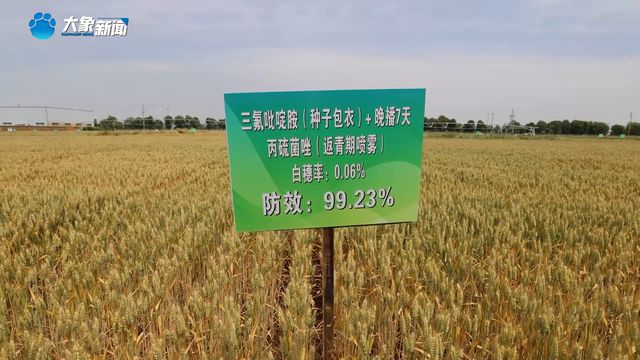从“不可治”到“有救了”！我国小麦茎基腐病防控技术获突破