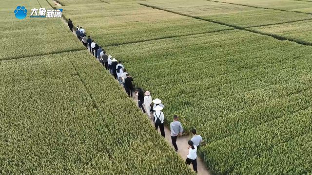 从“不可治”到“有救了”！我国小麦茎基腐病防控技术获突破