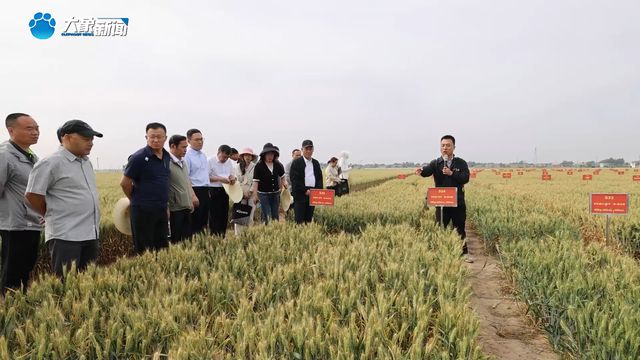 从“不可治”到“有救了”！我国小麦茎基腐病防控技术获突破
