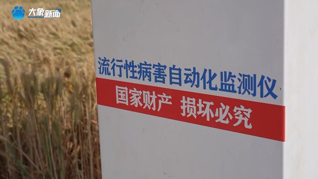 从“不可治”到“有救了”！我国小麦茎基腐病防控技术获突破