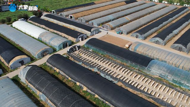 新乡：“菌”临其境 中原农谷首届木耳采摘节“新鲜上线”