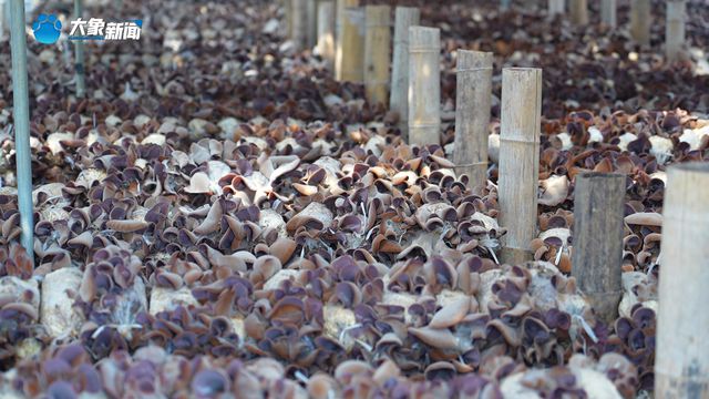 新乡：“菌”临其境 中原农谷首届木耳采摘节“新鲜上线”