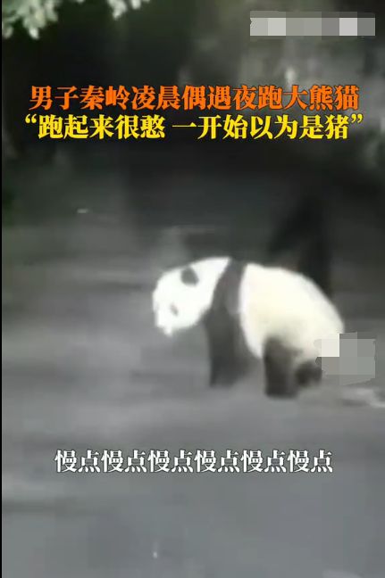 男子夜跑遇“猪”最后发现竟是大熊猫，专家：保持距离才是真爱