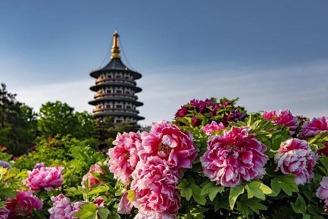 总要去一趟洛阳吧！