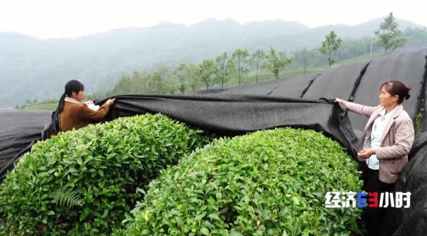 中国是全球最大的抹茶生产国！全国四分之一的抹茶产自这里