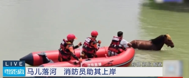 马儿落河主人和消防员合力救其上岸 温情救援感动人心