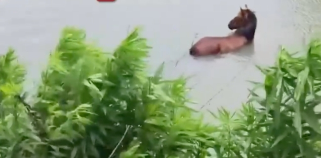马儿落河主人和消防员合力救其上岸 温情救援感动人心
