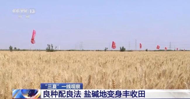 盐分降一半多 产量涨25% 看盐碱地如何变身“丰收田”