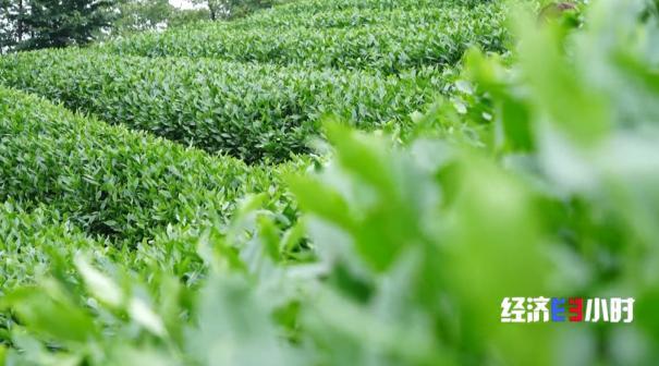 中国是全球最大的抹茶生产国！全国四分之一的抹茶产自这里