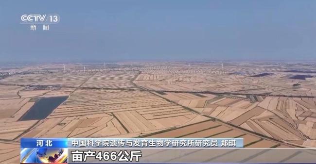 盐分降一半多 产量涨25% 看盐碱地如何变身“丰收田”