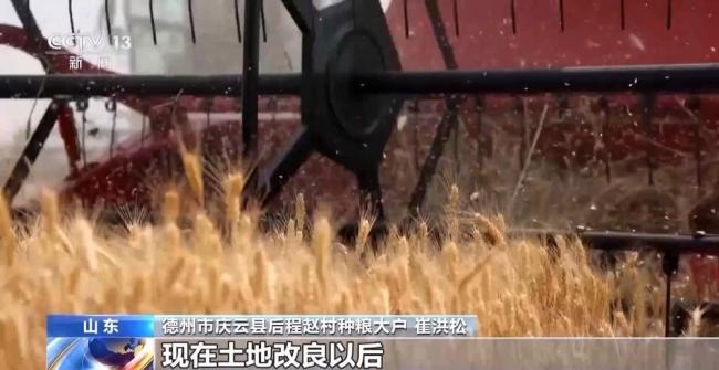 看盐碱地如何变身“丰收田”