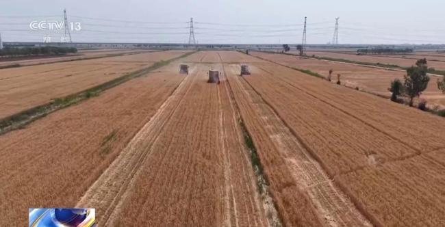 盐分降一半多 产量涨25% 看盐碱地如何变身“丰收田”